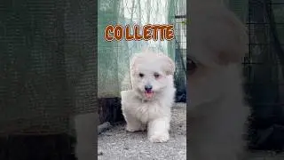 Познакомьтесь с Колетт ✨ Самая милая из CoLaChoBe! #dogshorts #doglife #shihtzu #pomeranian #cutedog