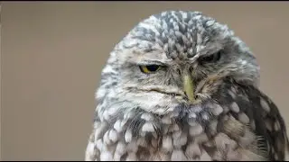Little Burrowing Owl - I LOVE NATURE | song about owls | Squirrels | Red-Tailed Hawks | Eco Music