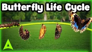 The Life Cycle of a Butterfly - Science for Kids