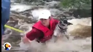 Dog Rescued From Hurricane Harvey | The Dodo