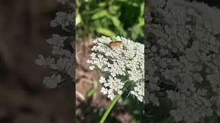 Sawfly