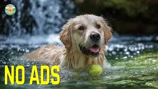Dog TV 🦮 The Ultimate Home-Alone Anti-Anxiety Solution for Dogs | Relaxing Music for Stress Relief