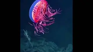 Atolla Jellyfish|| One of most beautiful sea creature