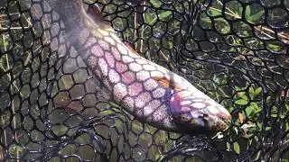 #40 The White River, Arkansas - Fishing the Top 100 Trout Streams in America