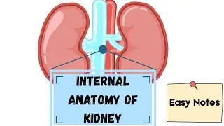 INTERNAL ANATOMY OF KIDNEY Easy Notes