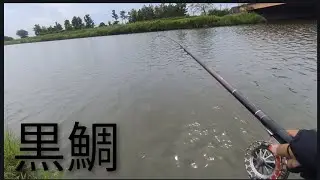 石川県金沢を流れる2河川 犀川、浅野川で良型クロダイ！6　黒鯛　前打ち　落とし込み　ヘチ