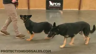They Love To Show Off! 