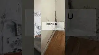 Bring us all kinds of mold | Best Mold Removal Service New York and New Jersey