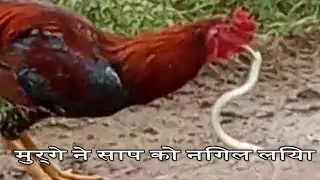 cock and snake fight