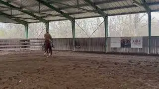 2yo colt starting