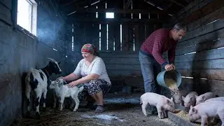 A Day on a Ukrainian Family Farm | Feeding Livestock, Milking Cows & Homemade Meals