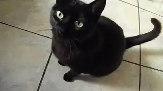 Gata Preta Miando