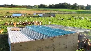 A pastured chicken's morning