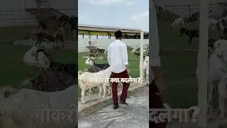 Goat Farming business || Business vs Job || Motivational video #motivation #trending #goatfarm