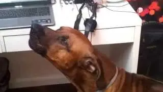 Rhodesian ridgeback howling along to music