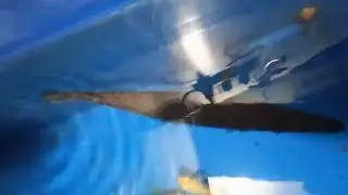 Review c&aacute; săn mồi #ink #tiktok #anime #animals #fish#hunterfish