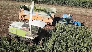 Claas Jaguar 900 | Arion 460 | New Holland TM 165 | Trinciato mais 2023