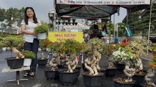 Hoa giấy Tết bonsai siêu đẹp, nhiều màu siêu búp nụ giao lưu toàn quốc ☎0979.563.401 Ngọc Hồ