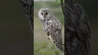 Long Eared Owl Setting off for a hunt #birdspecies  #bird #wildlife