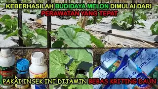 Perawatan melon umur 8-15 HST. lakukan ini dijamin bebas kriting daun