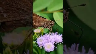 skipper drinking flower honey😍 #skipper #macro #shortvideo #shorts #mobilemacro #yt #macrovideo