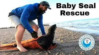 Baby Seal Rescue