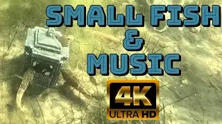4K Relaxing Aquatic Fish Life And Calm Music