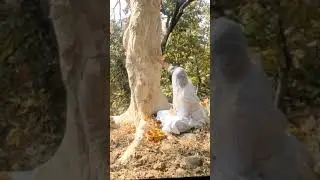 #Temple inside the tree@