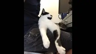 Yes, cats DO miss you when you leave!