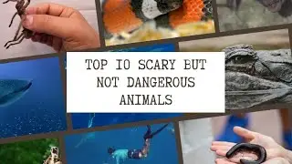 TOP 10 Scary but not dangerous animals - Animals that look scary but are actually harmless