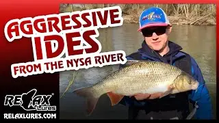 CATCHING IDES - THE NYSA RIVER - RELAX LURES