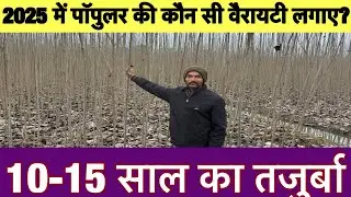 2025 में पॉपुलर की कौन सी वैरायटी लगाए जानिए ||popular ki kheti || 🔥