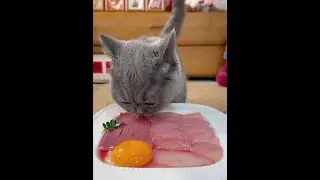 Dairy cat growth diary # healing moment # cat shot # little cat enjoys meal # joy with cute pets # c