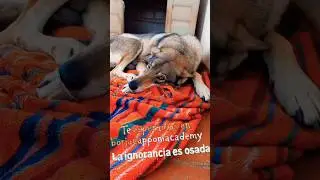Los mal llamados problemas de conducta #music #sound #perros #amor #equilibrio