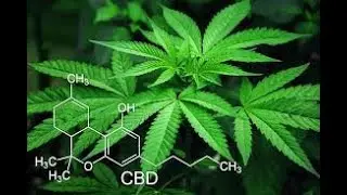 7 Reasons that I am an Advocate for CTFO CBD and CBD Automatic Business Builder