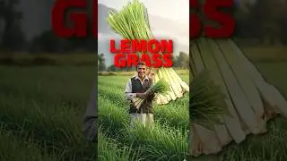 Lemongrass Farming: Profitable Grass of Himachal