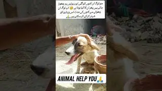 dog rescue 🥺 video Cute Baby Dog shots video #rescuedog #shortvideo #dogrescue Fun i