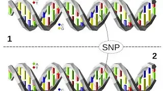 Single Nucleotide Polymorphism SNP; variation at single position in DNA sequence among individuals