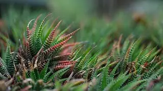 Online Succulent Plant Supplier 🌿 Kolkata Plants Nursery ☘️📞7044257709