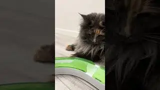 Mike ! Ci eri quasi riuscito !🙀🥹🐞😹#mainecoon #shorts
