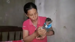 Monkey have fun with mom and fullness.