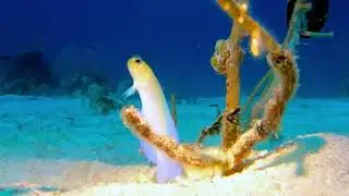 Yellowhead Jawfish: Nature&rsquo;s Dedicated Ocean Parent!! #fish #parenting #animals #sea #facts #nature