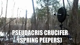 Pseudacris Crucifer (Spring Peepers)