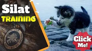 Martial Arts Conditioning Training  - ★★★★★ - Silat Conditioning Training Animal Exercises Beginners