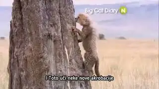 BIG CAT DIARY CRO