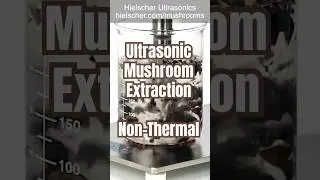 Extracci&oacute;n de setas por ultrasonidos - Hielscher Ultrasonics