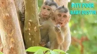 Pity Poor Orphan Baby Dustin Try Looking For Food & Feel Unhappy Playing With Amber Troop