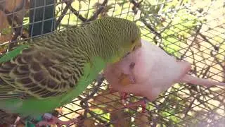 Female Budgies/Parakeets Preening(Kale And Sheets)(Волнистых попугаев)