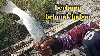 Ternyata disini banyak belanak babon