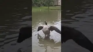 Canada goose spreading its wings dramatically in slow motion.